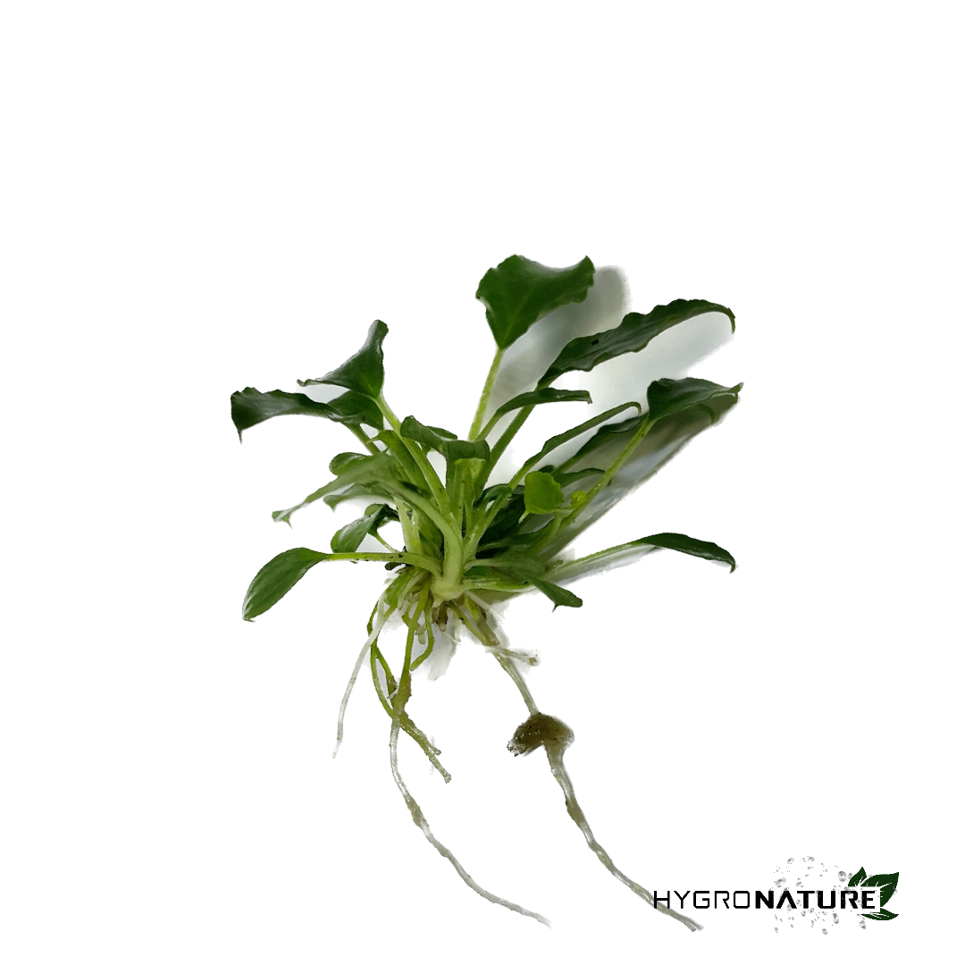 Schismatoglottis Prietoi (SNAIL FREE)
