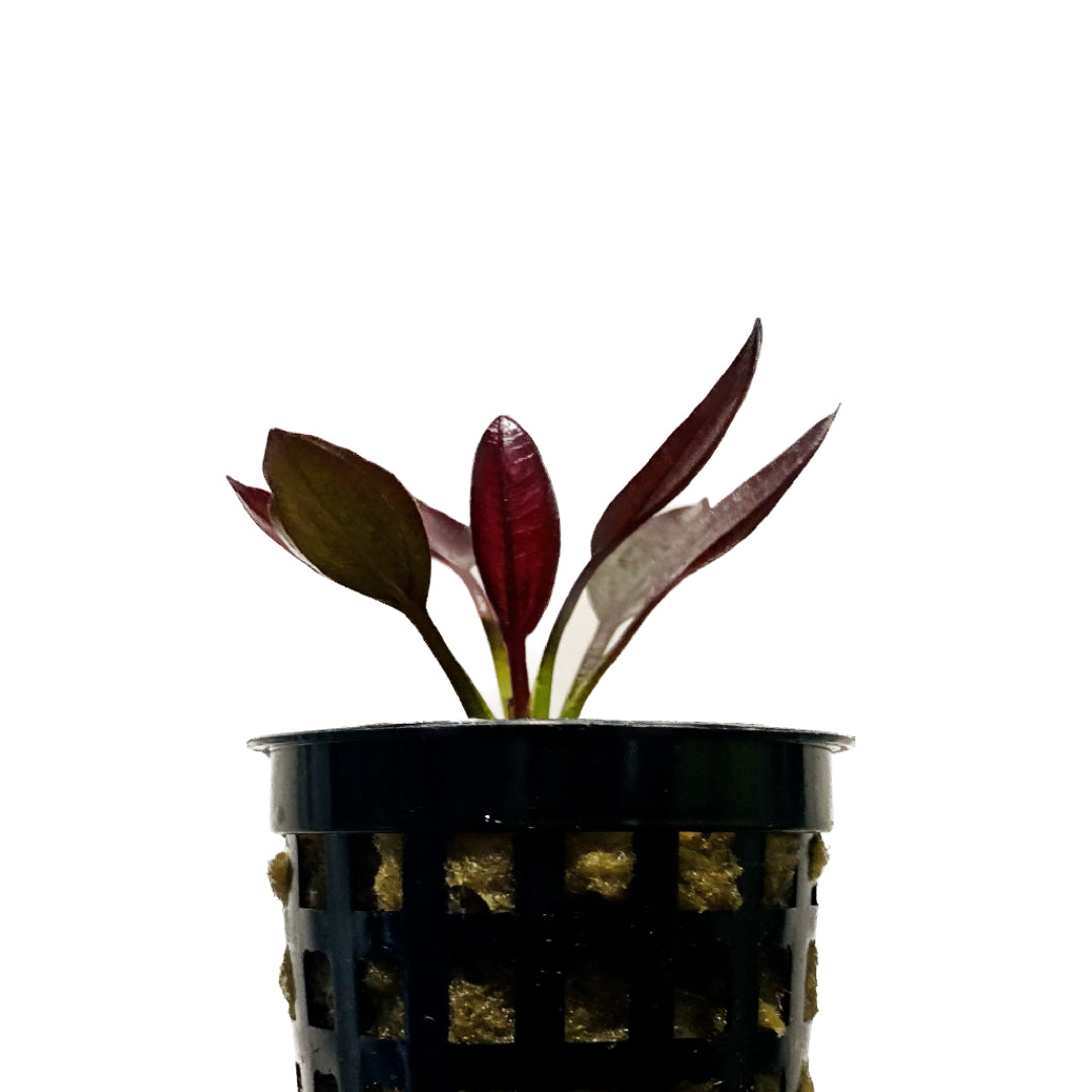 Echinodorus Aflame (Purple Knight Sword) Small Pot