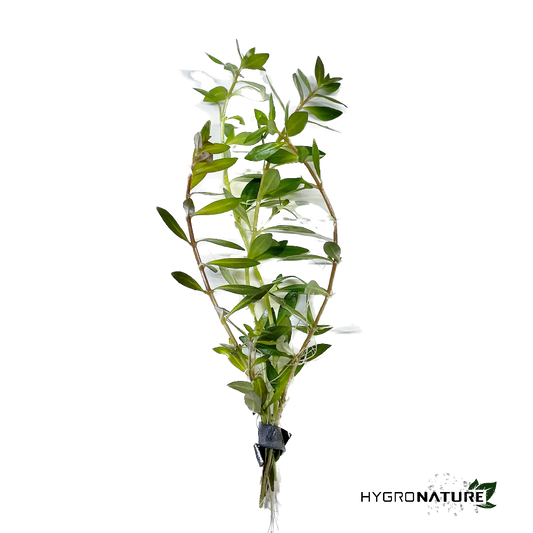 Ludwigia Arcuata Needle Leaf (SNAIL FREE)