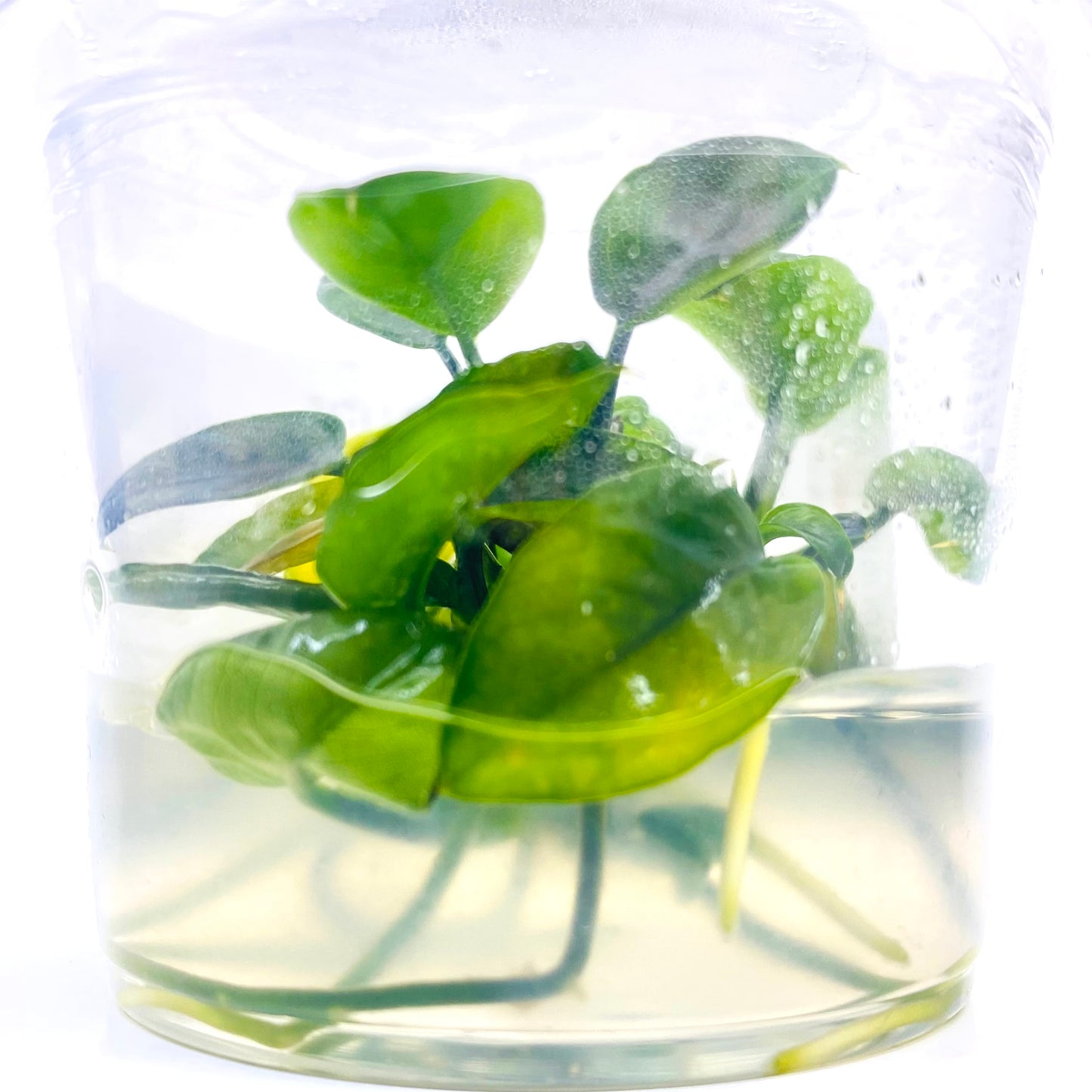 Anubias Nangi Tissue Culture