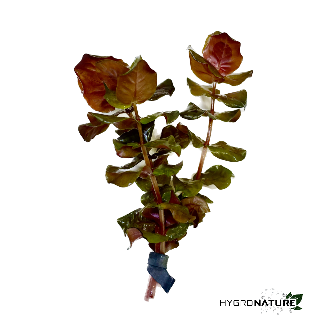 Rotala Macranda Rose (SNAIL FREE)