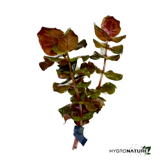 Rotala Macranda Rose (SNAIL FREE)