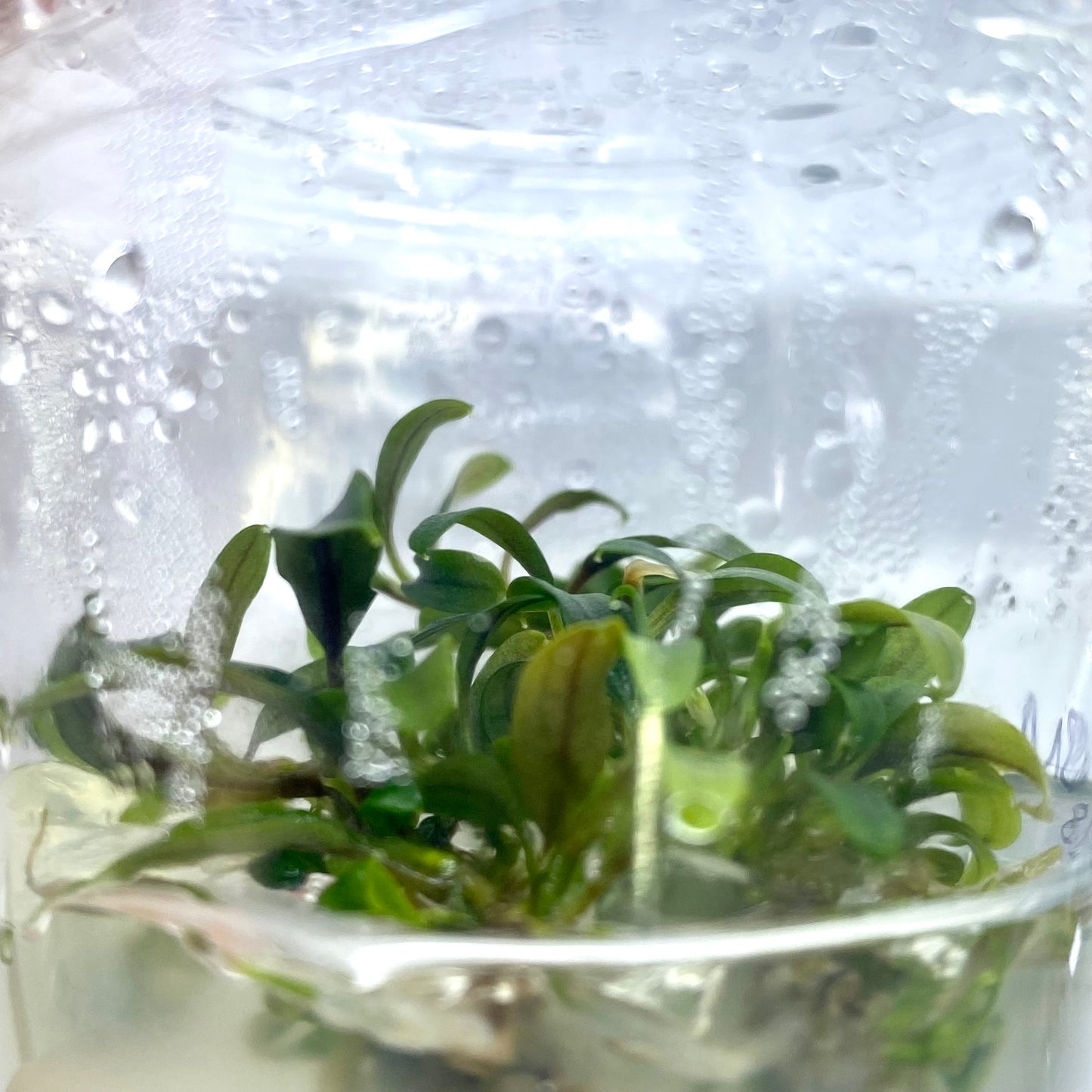Bucephalandra sp. needle leaf Tissue Culture
