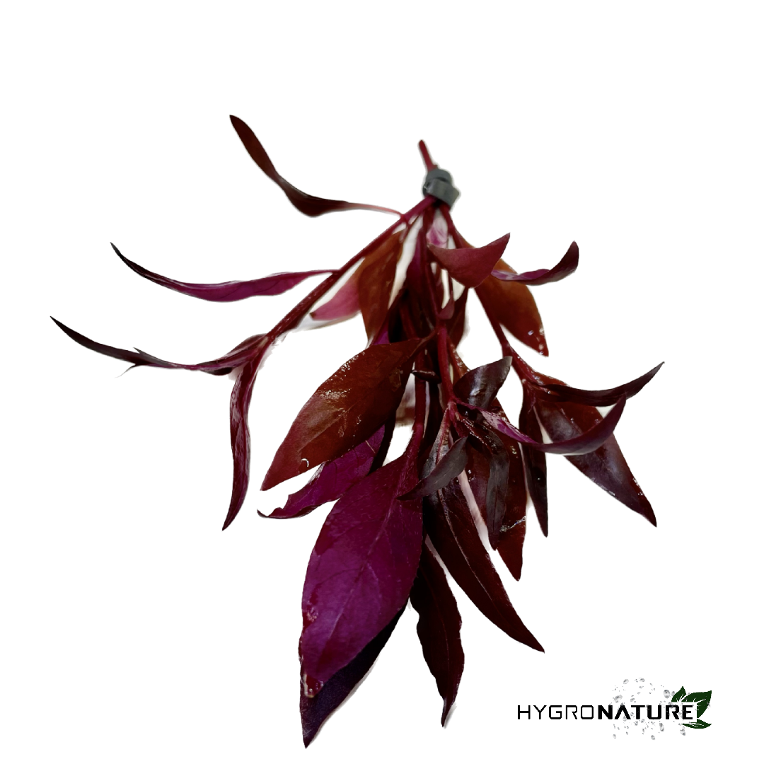 Alternanthera Reineckii mini (SNAIL FREE)