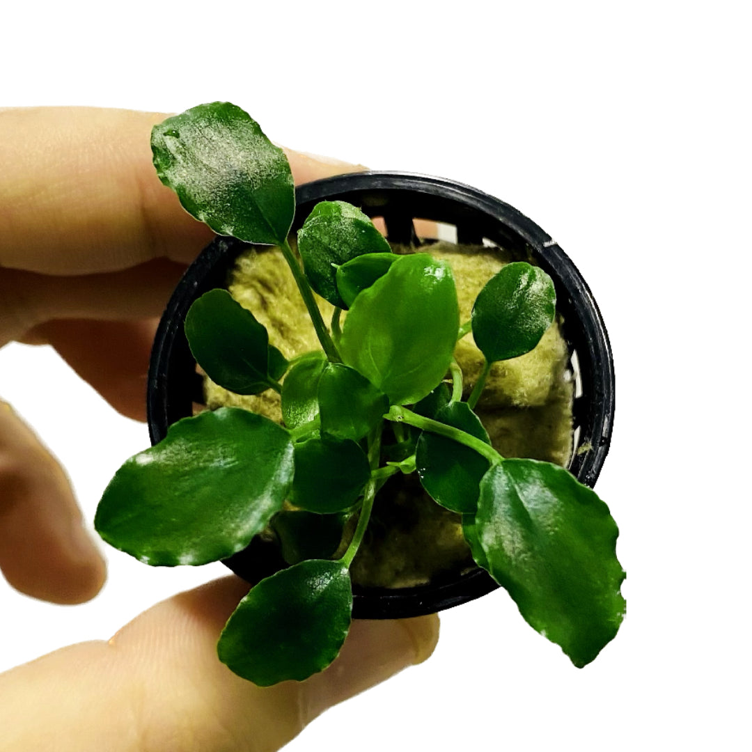 Schismatoglottis Prietoi Pot