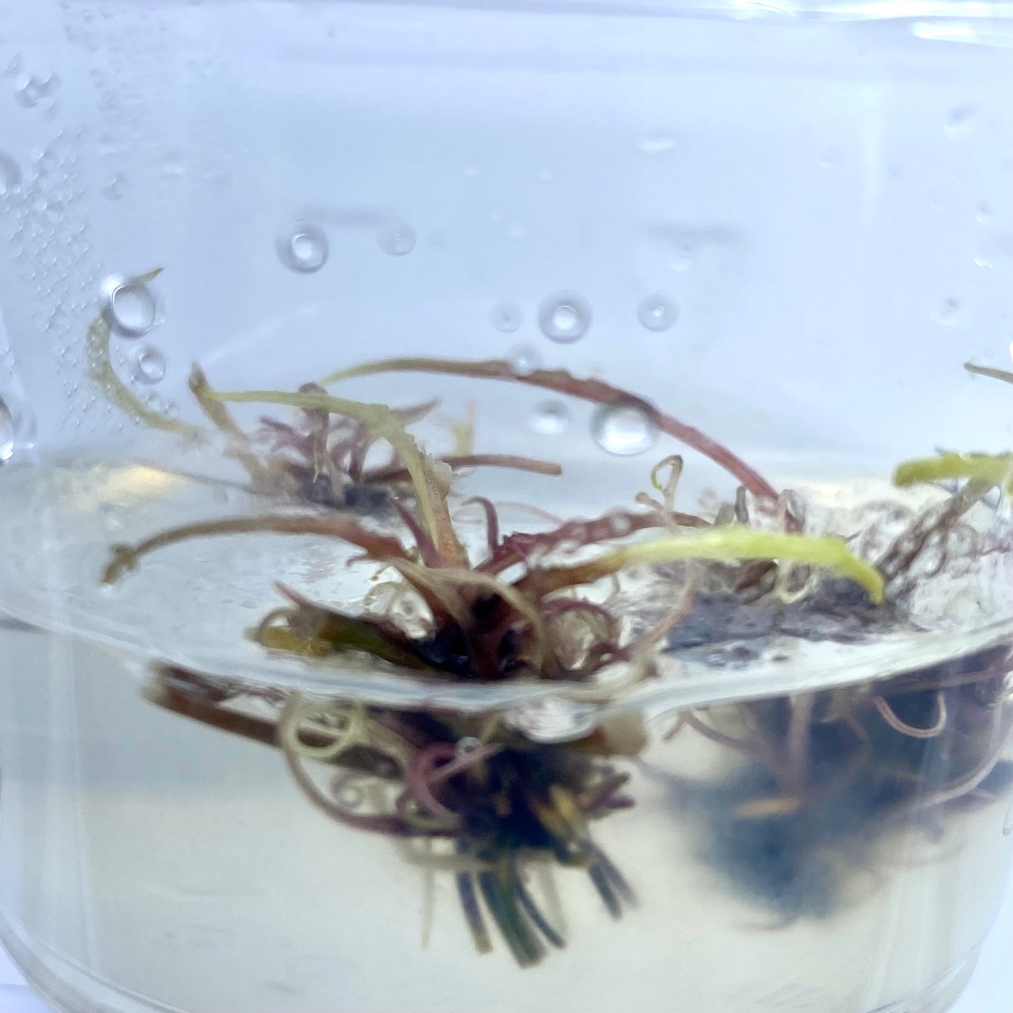Cryptocoryne Pink Flamingo Tissue Culture