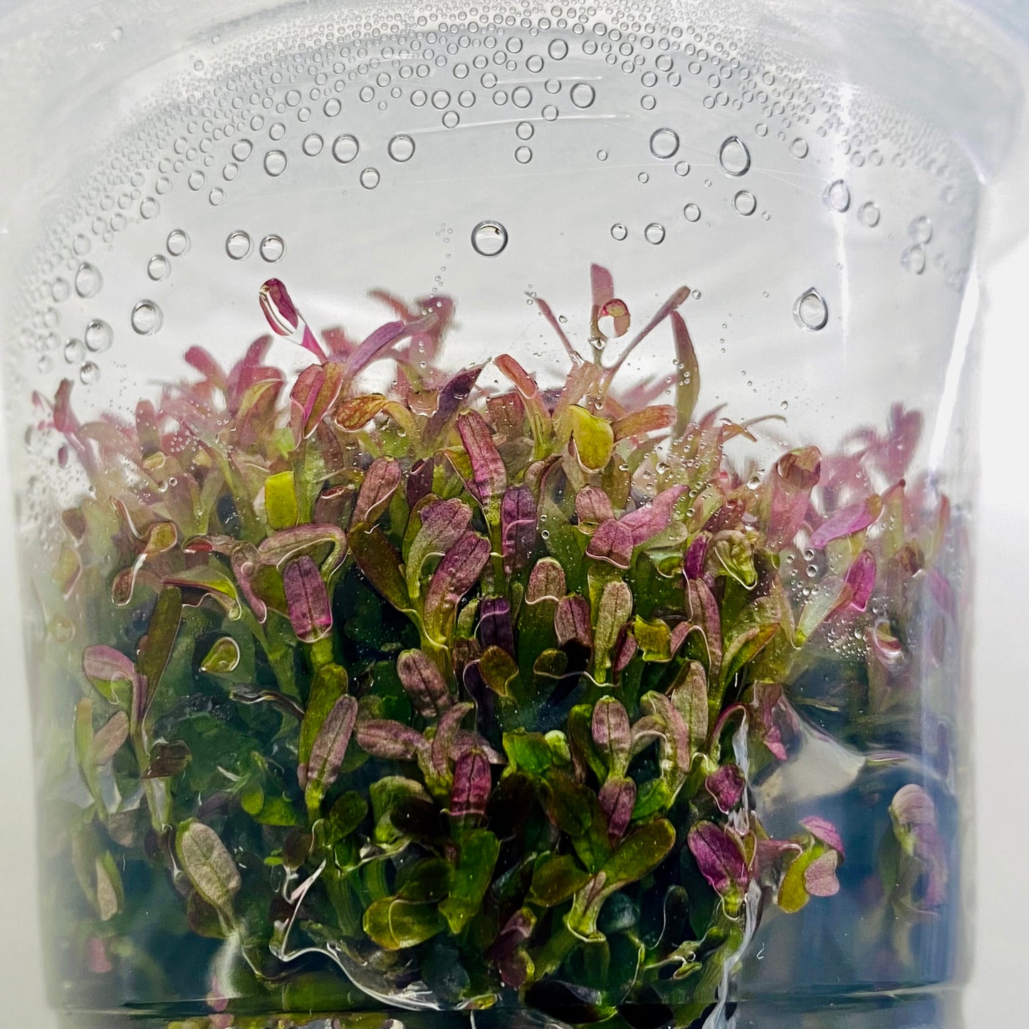 Rorala Rotundifolia 'BLOOD RED' Tissue Culture