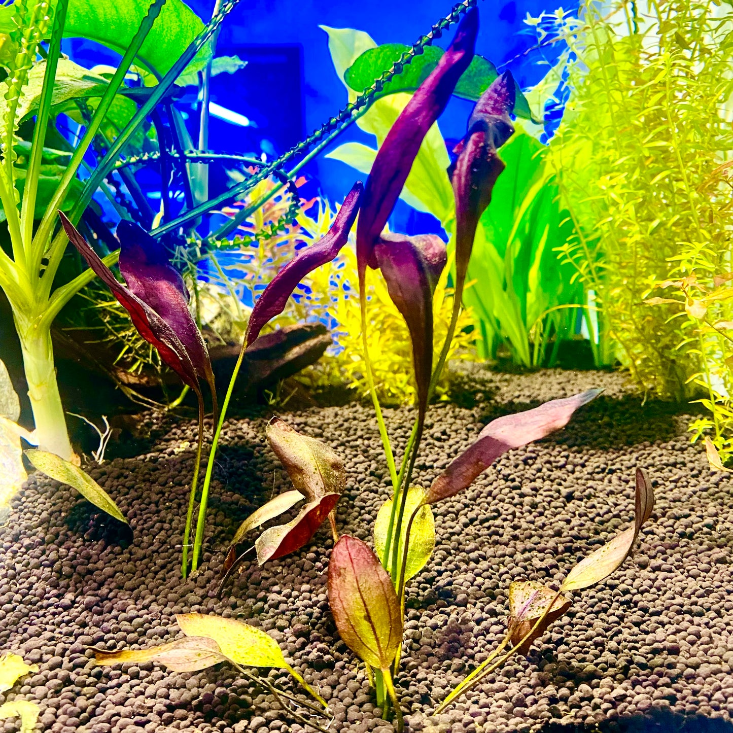 Echinodorus Aflame (Purple Knight Sword) Small Pot