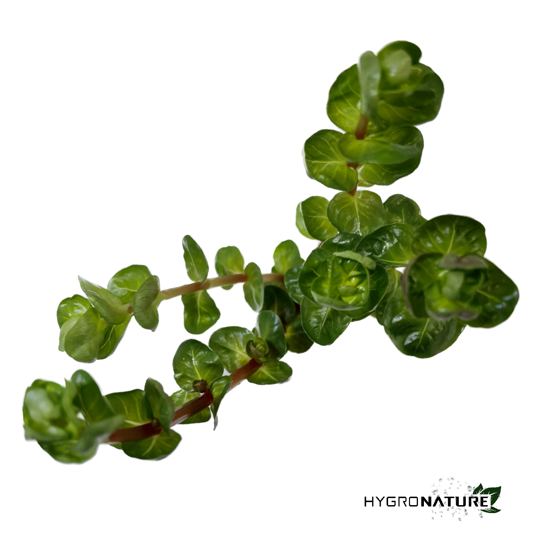 Rotala Rotundifolia (SNAIL FREE)
