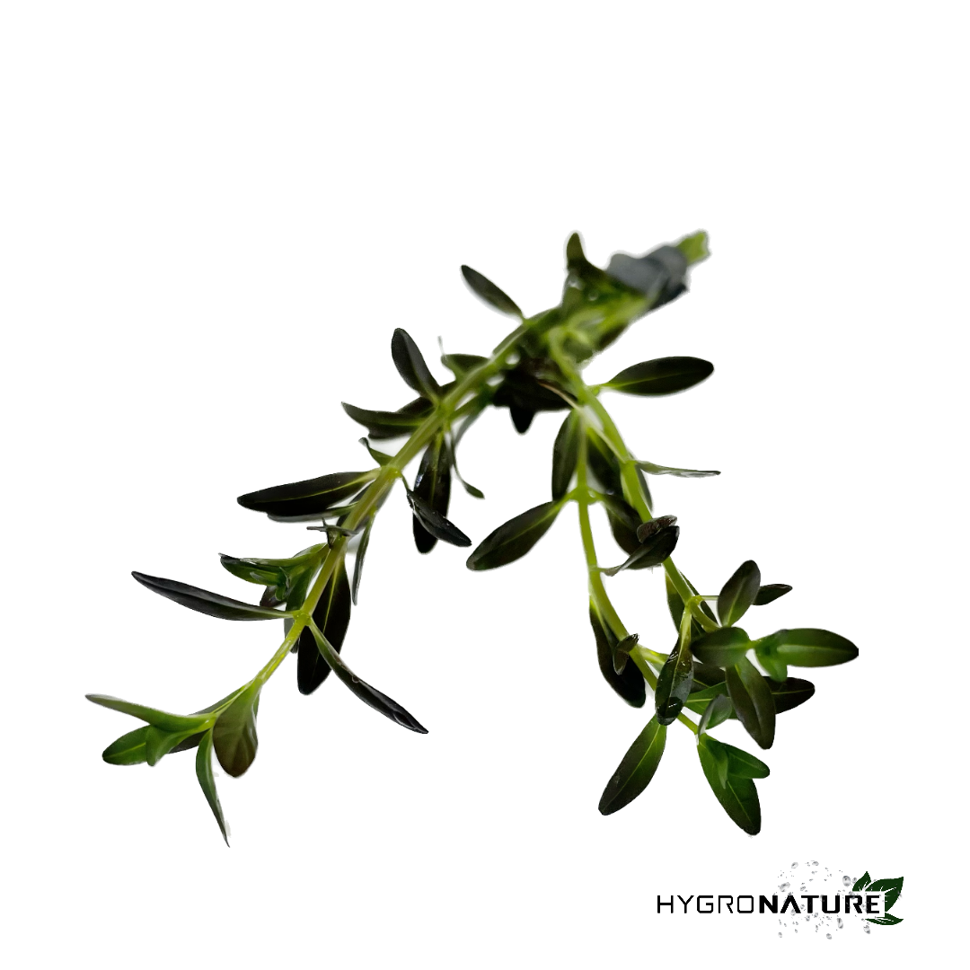 Rotala Ramosior 'Florida' (SNAIL FREE)