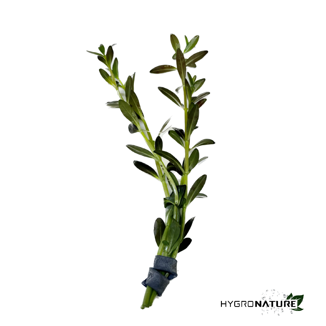 Rotala Ramosior 'Florida' (SNAIL FREE)