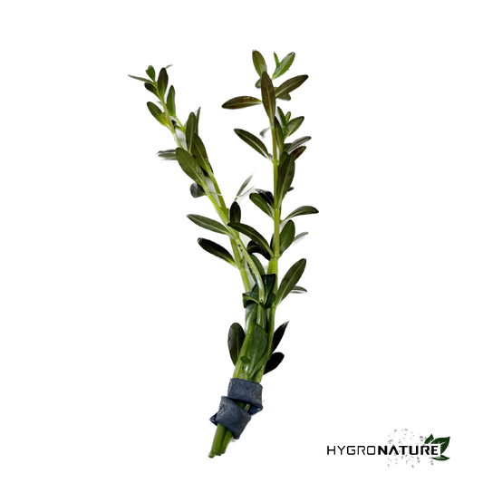 Rotala Ramosior 'Florida' (SNAIL FREE)