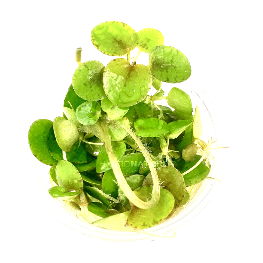 Amazon Frogbit Tissue Culture (Limnobium Laevigatum)
