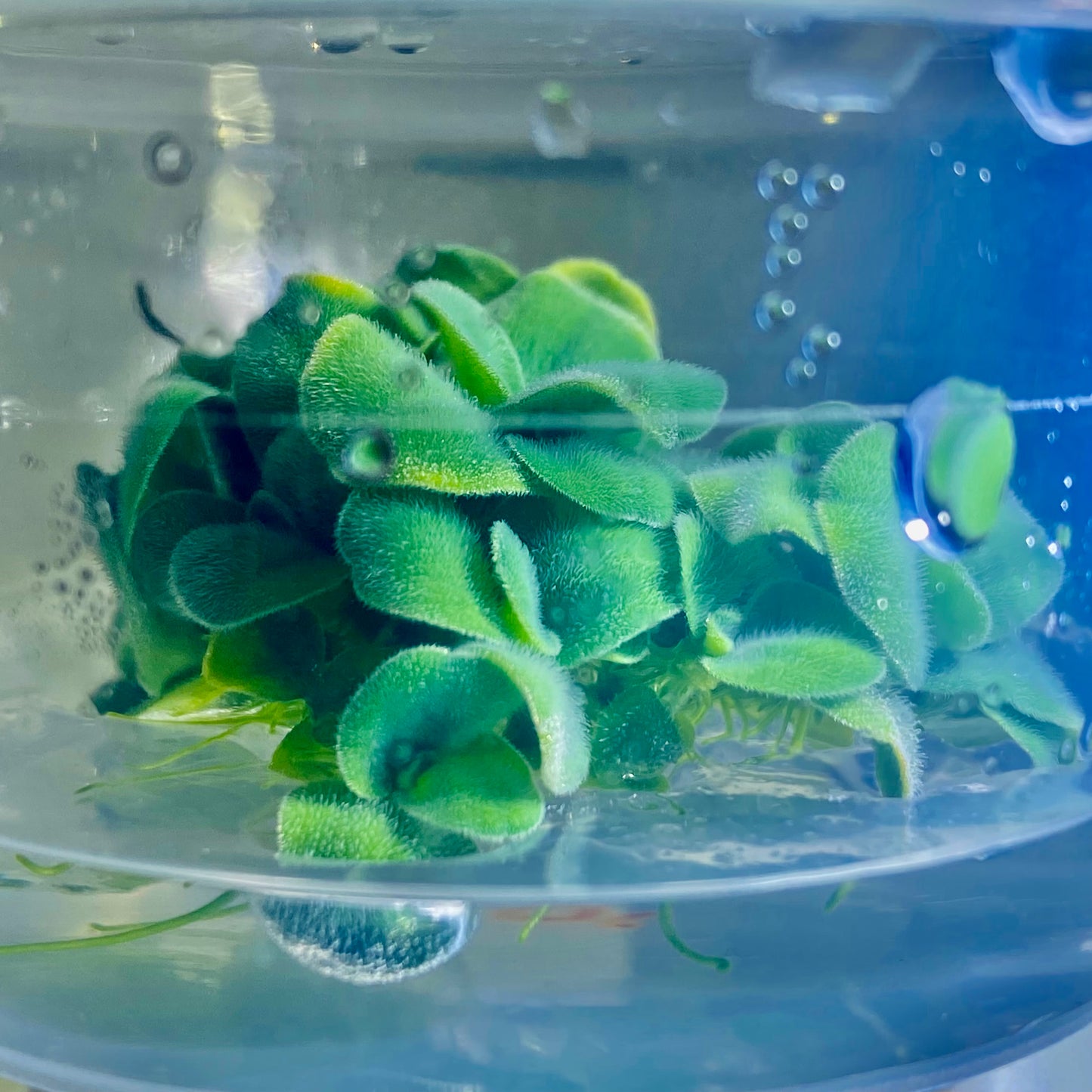 Dwarf Water Lettuce Tissue Culture