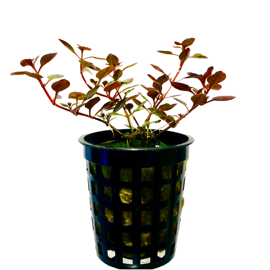 Ludwigia palustris 'Super Red' Super Red Mini Pots