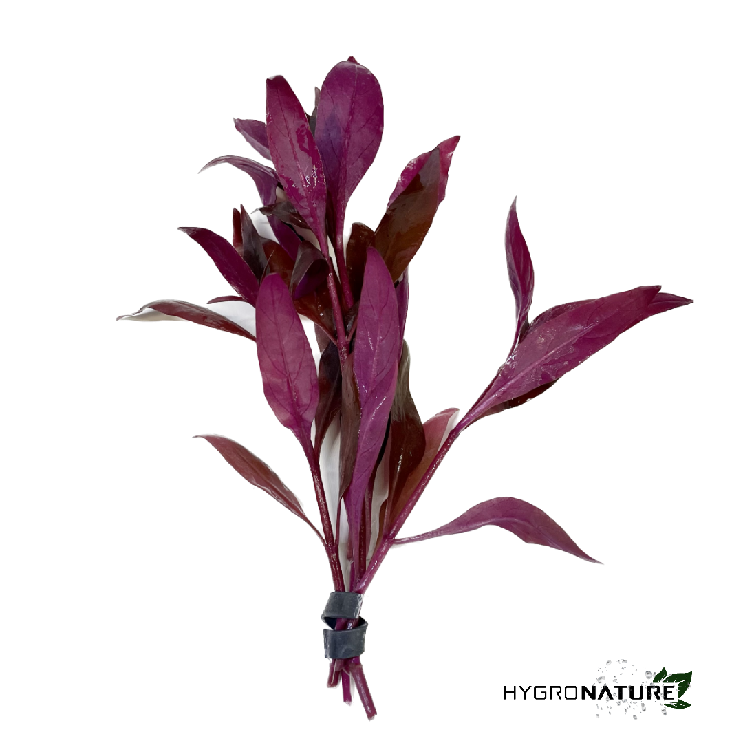 Alternanthera Reineckii mini (SNAIL FREE)