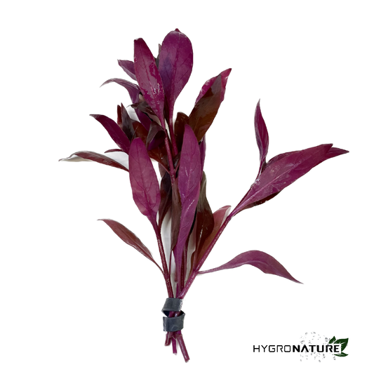 Alternanthera Reineckii mini (SNAIL FREE)