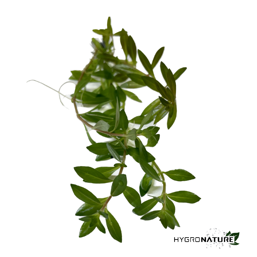 Ludwigia Arcuata Needle Leaf (SNAIL FREE)