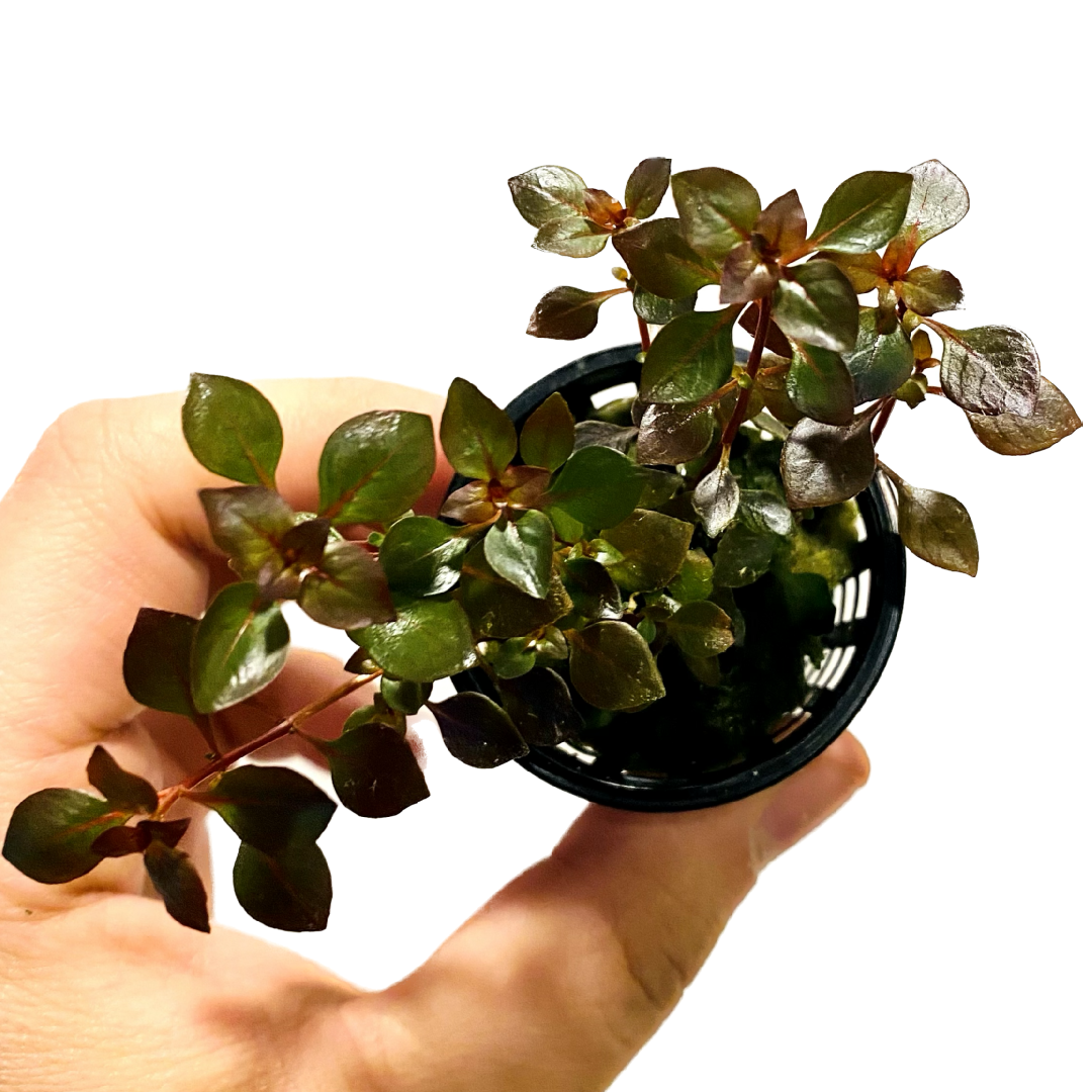 Ludwigia palustris 'Super Red' Super Red Mini Pots