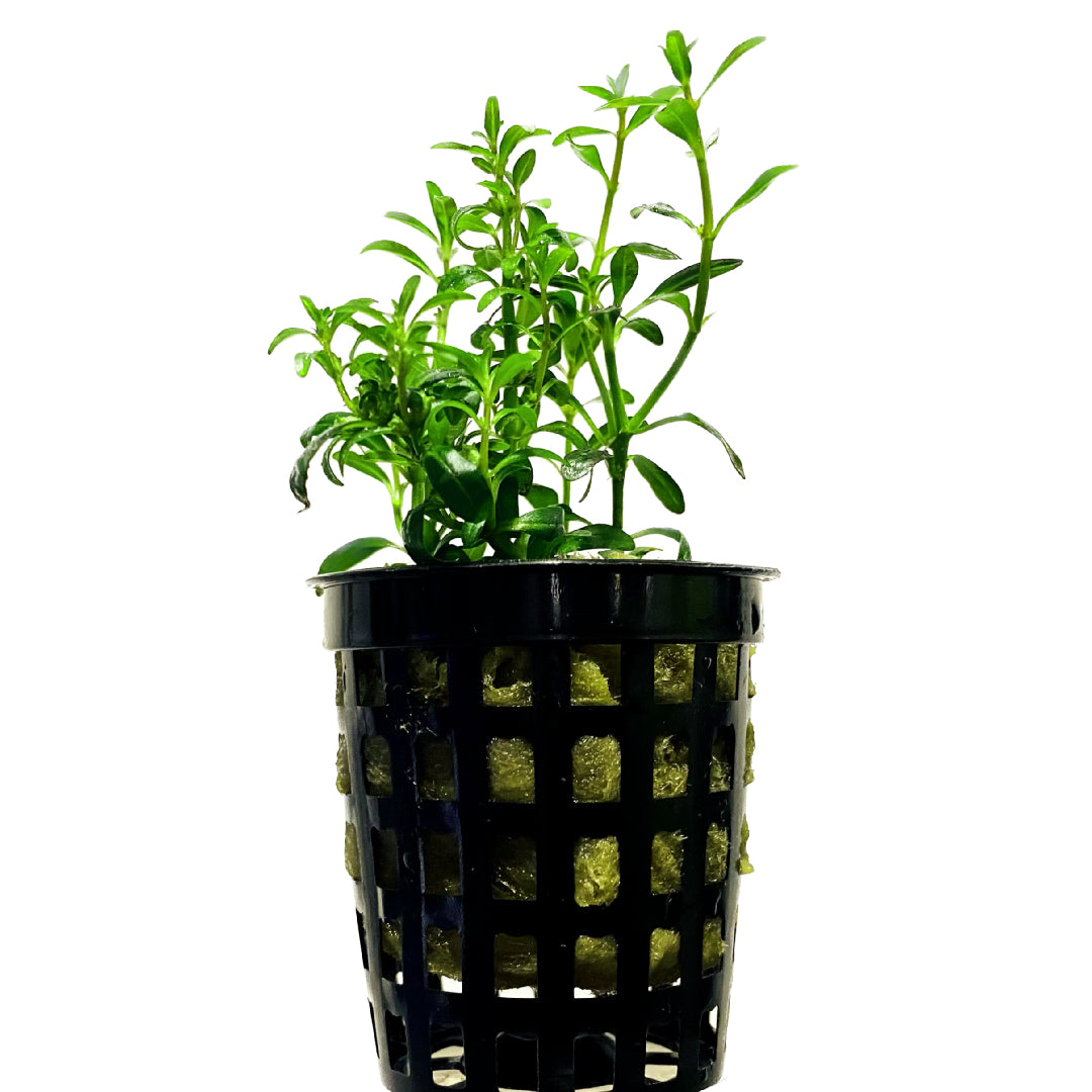 Rotala Ramosior 'Florida' Pot