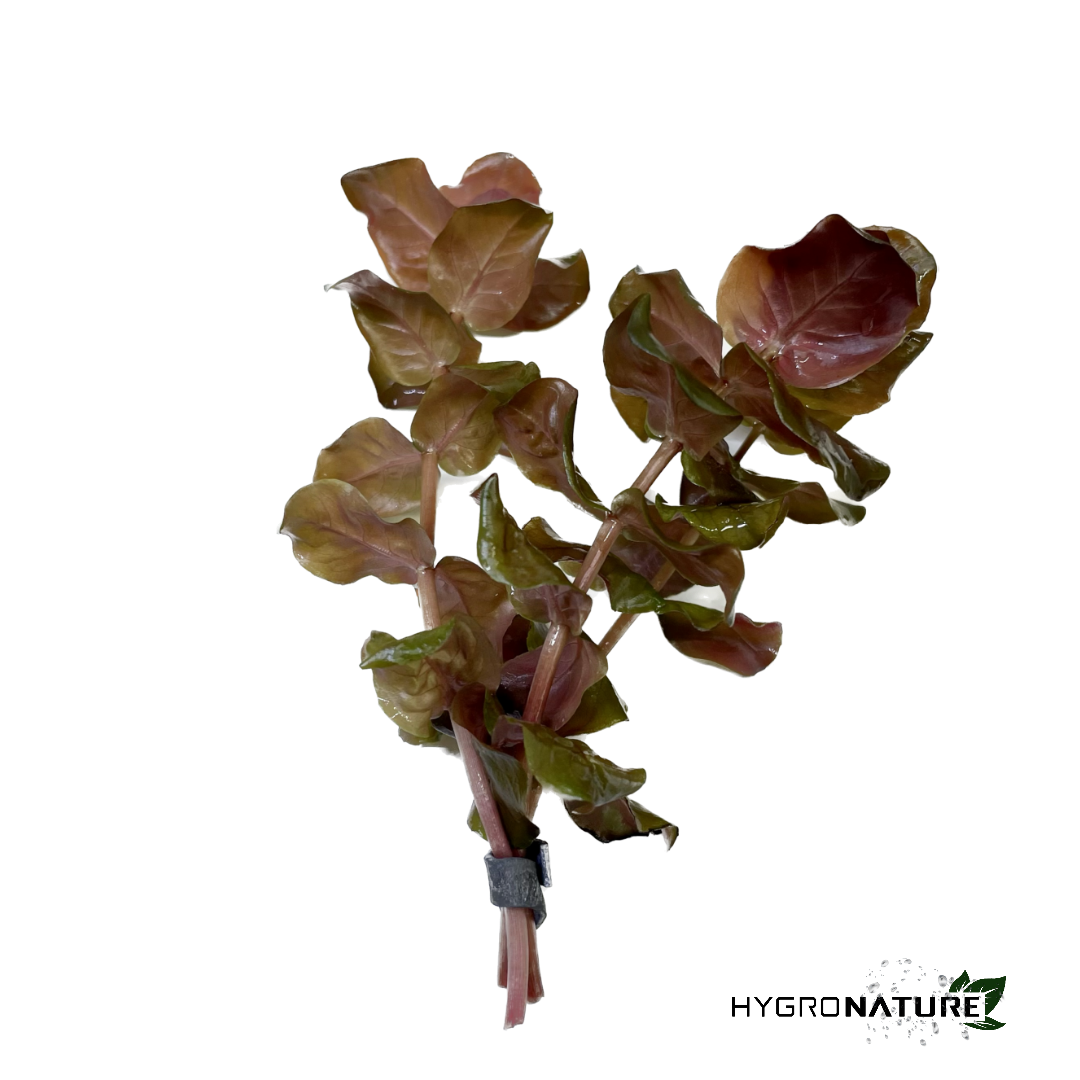 Rotala Macranda Rose (SNAIL FREE)