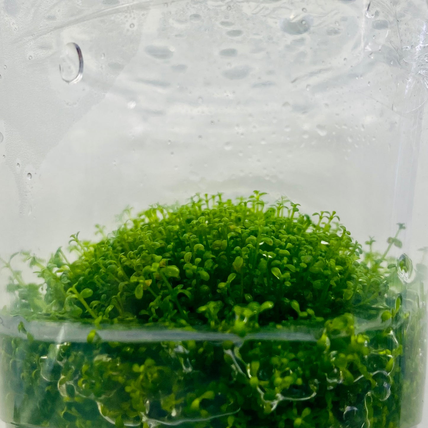 Dwarf Baby Tears Tissue Culture