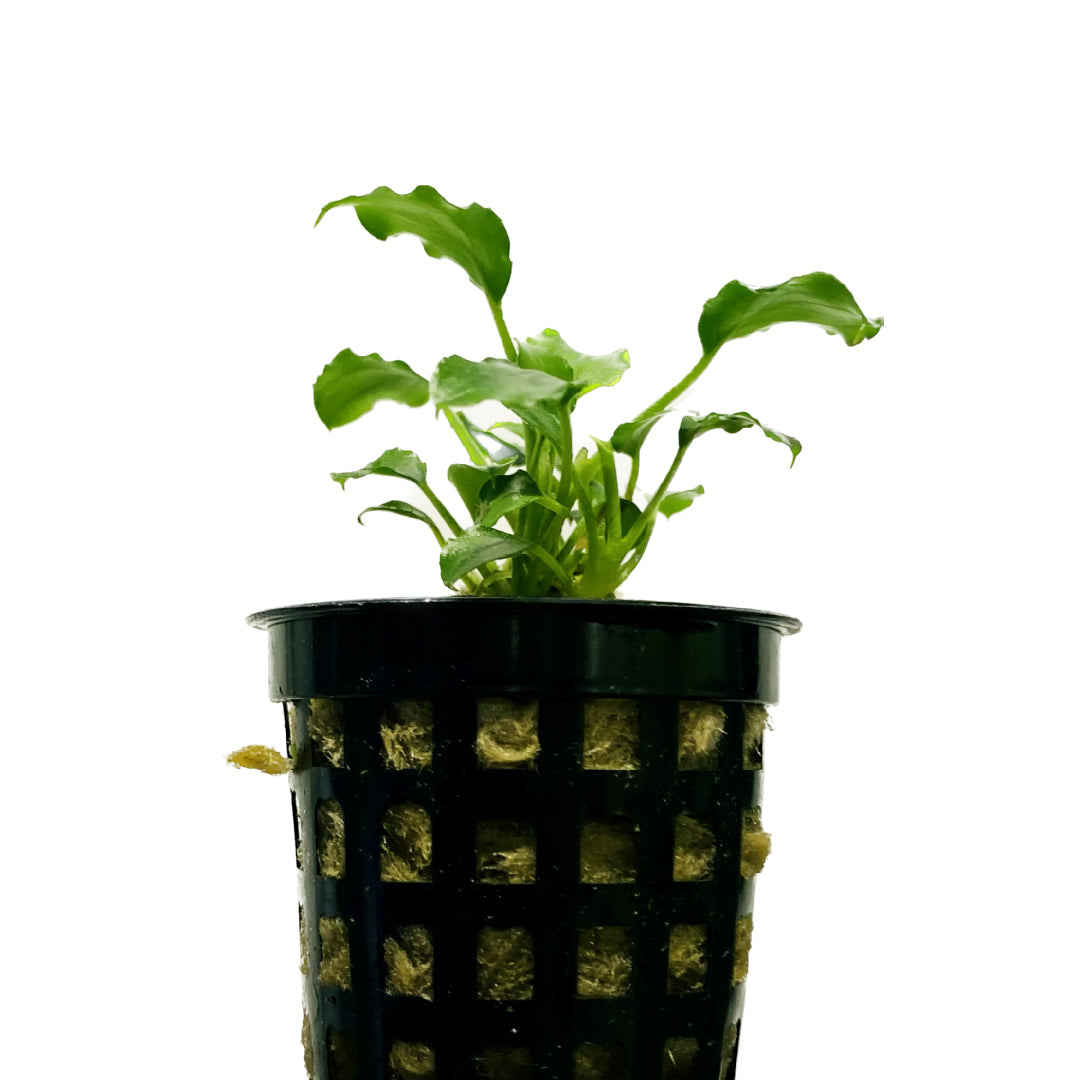 Schismatoglottis Prietoi Pot
