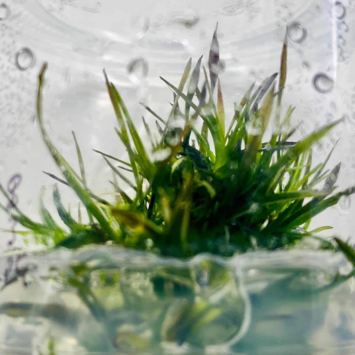 Echinodorus Aflame Tissue Culture (Purple Knight Sword)