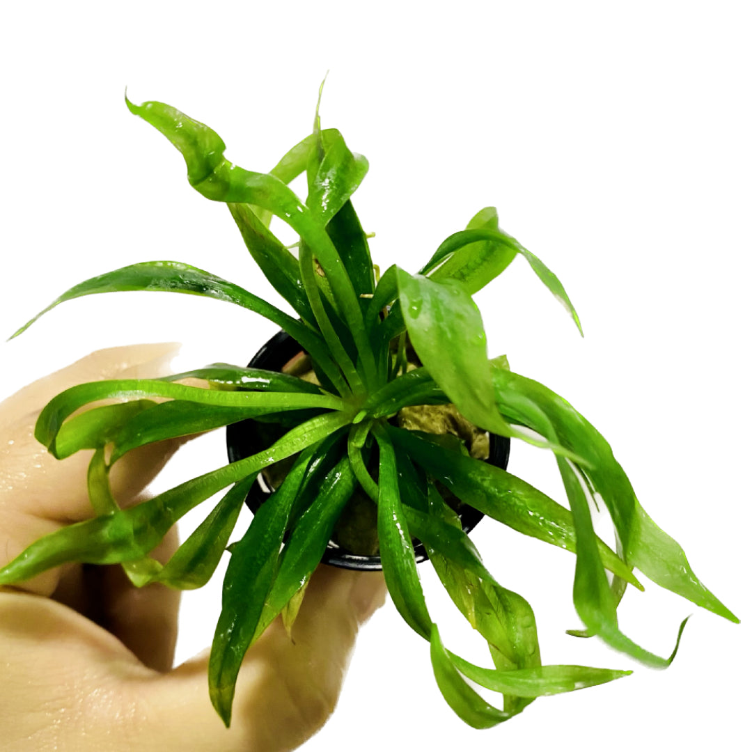 Helanthium bolivianum 'Quadricostatus' Pot
