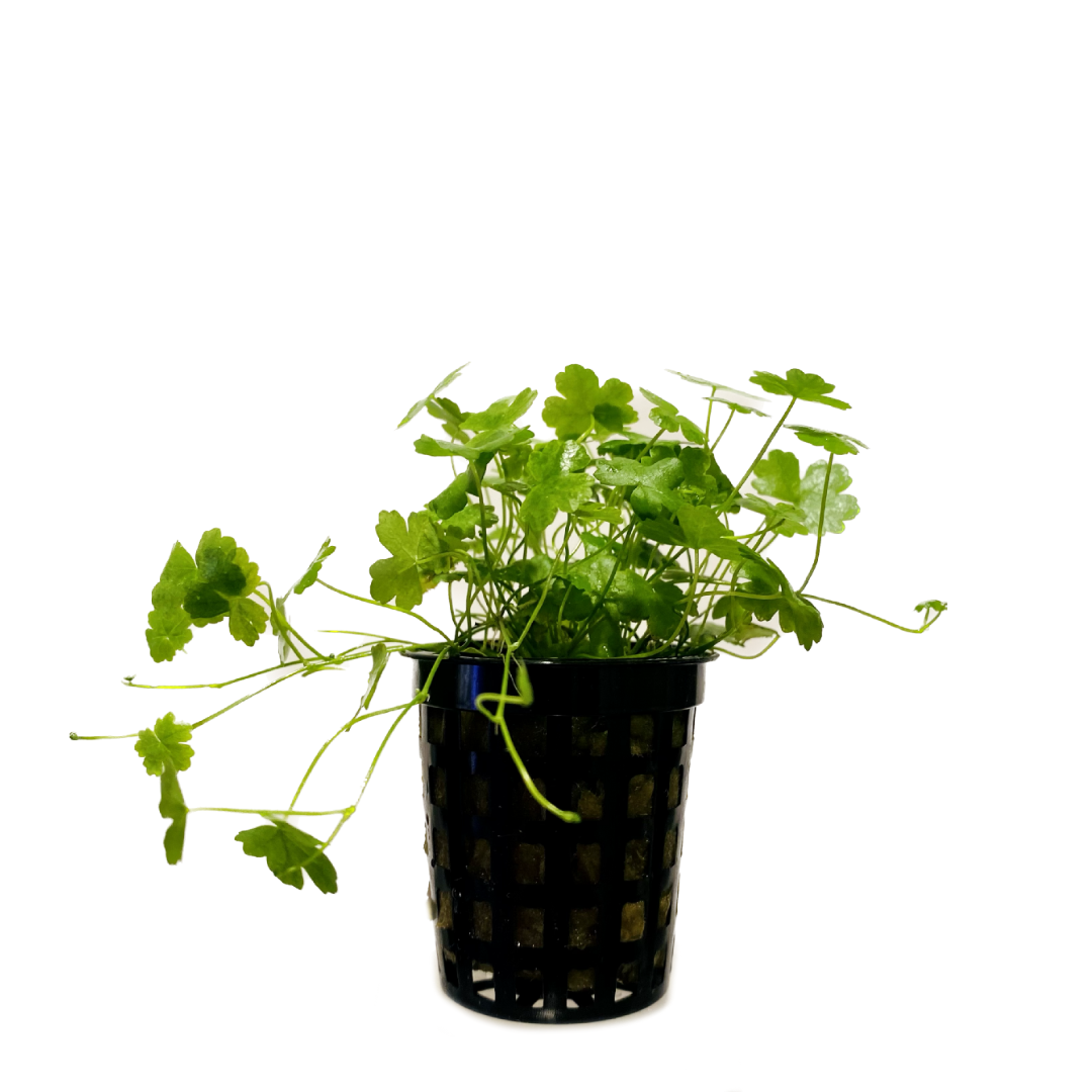 Hydrocotyle Tripartita Japan Pot