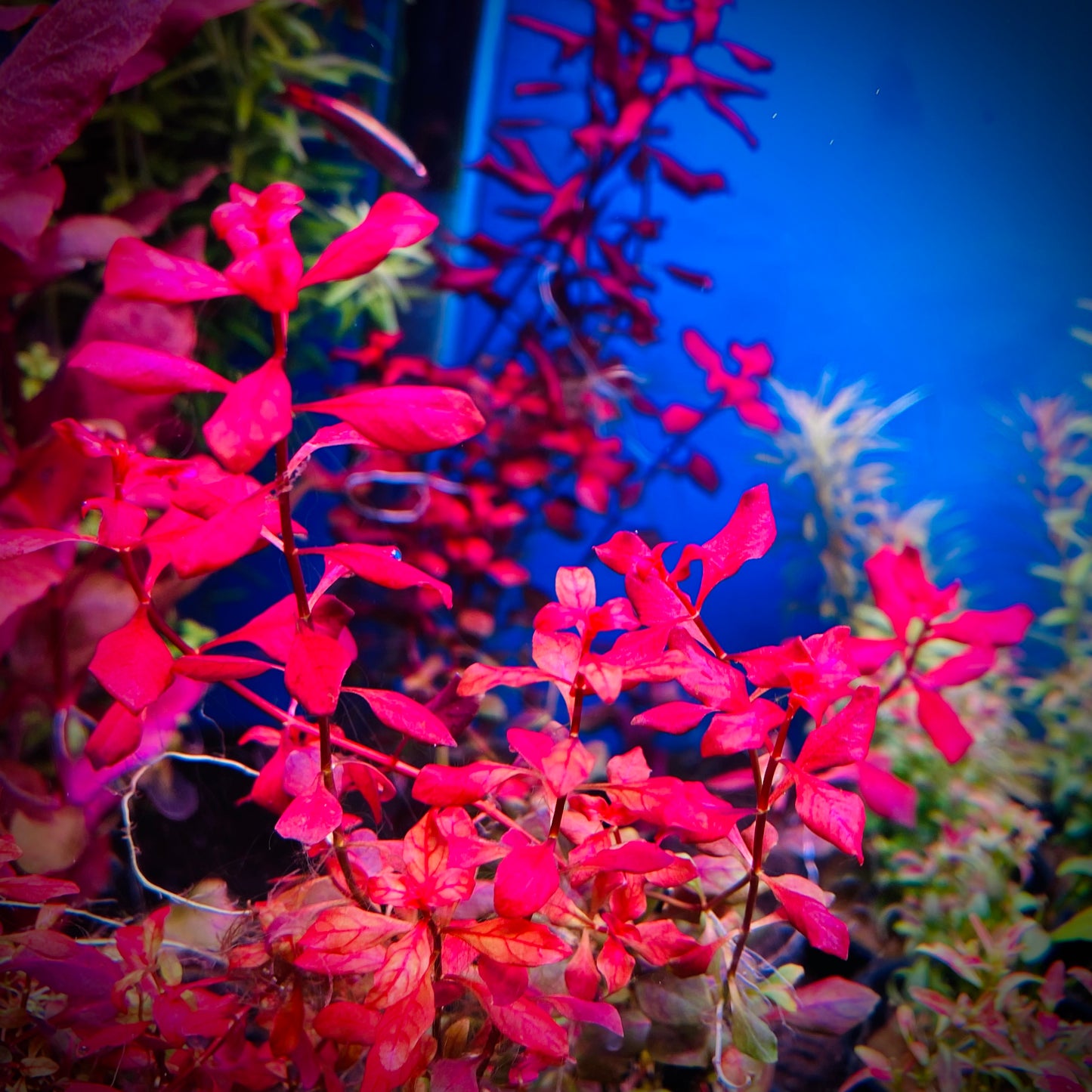 Ludwigia palustris 'Super Red' Super Red Mini Pots