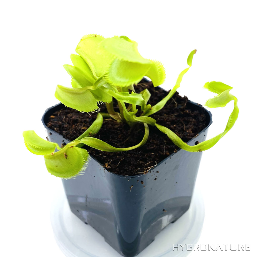 Dionaea Muscipula "Polish Dracula" Carnivorous Plant Tissue Culture Venus Flytrap