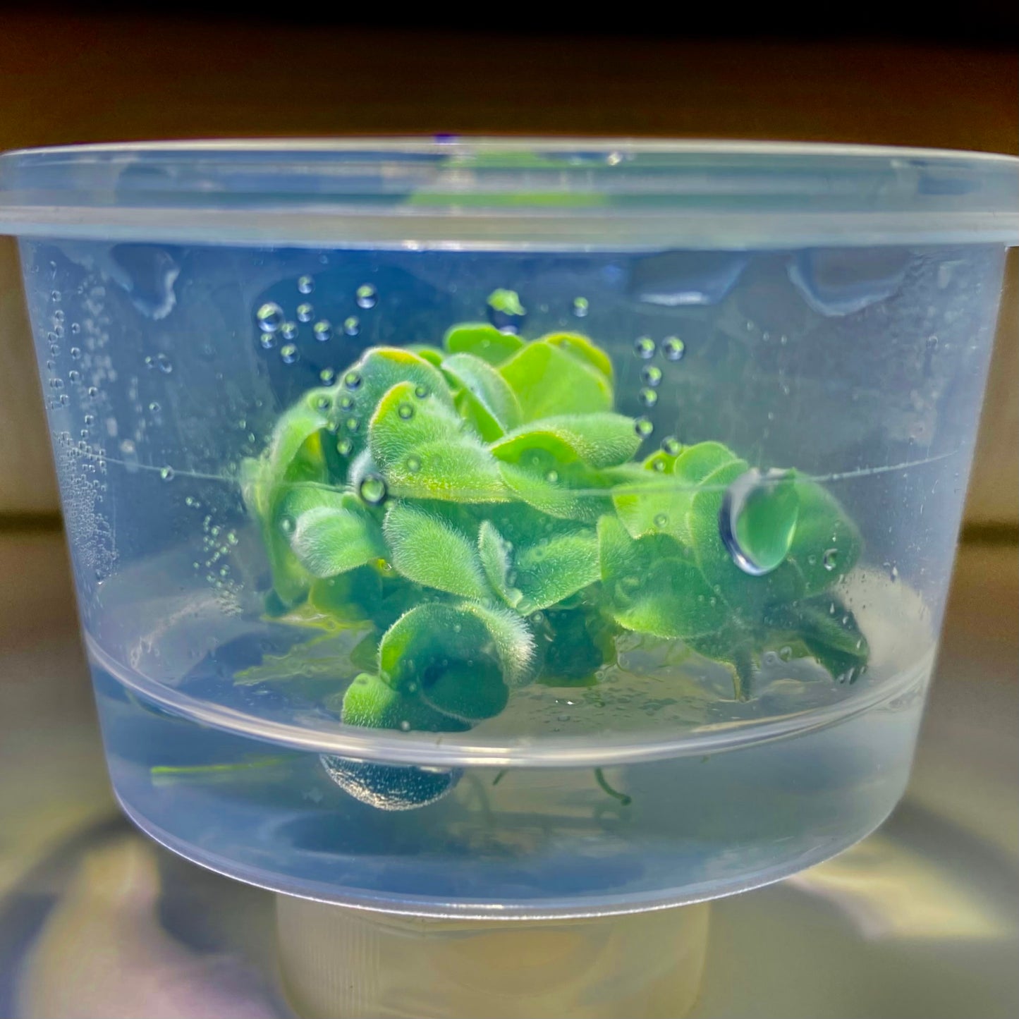 Dwarf Water Lettuce Tissue Culture