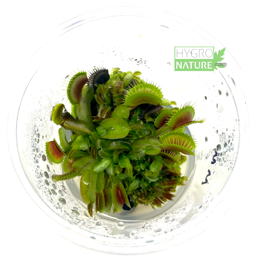 Dionaea Muscipula "FTS Maroon Monster" Carnivorous Plant Tissue Culture Venus Flytrap HYGRONATURE