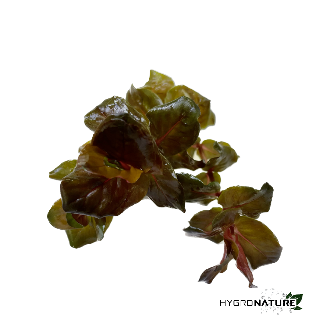 Rotala Macranda Rose (SNAIL FREE)