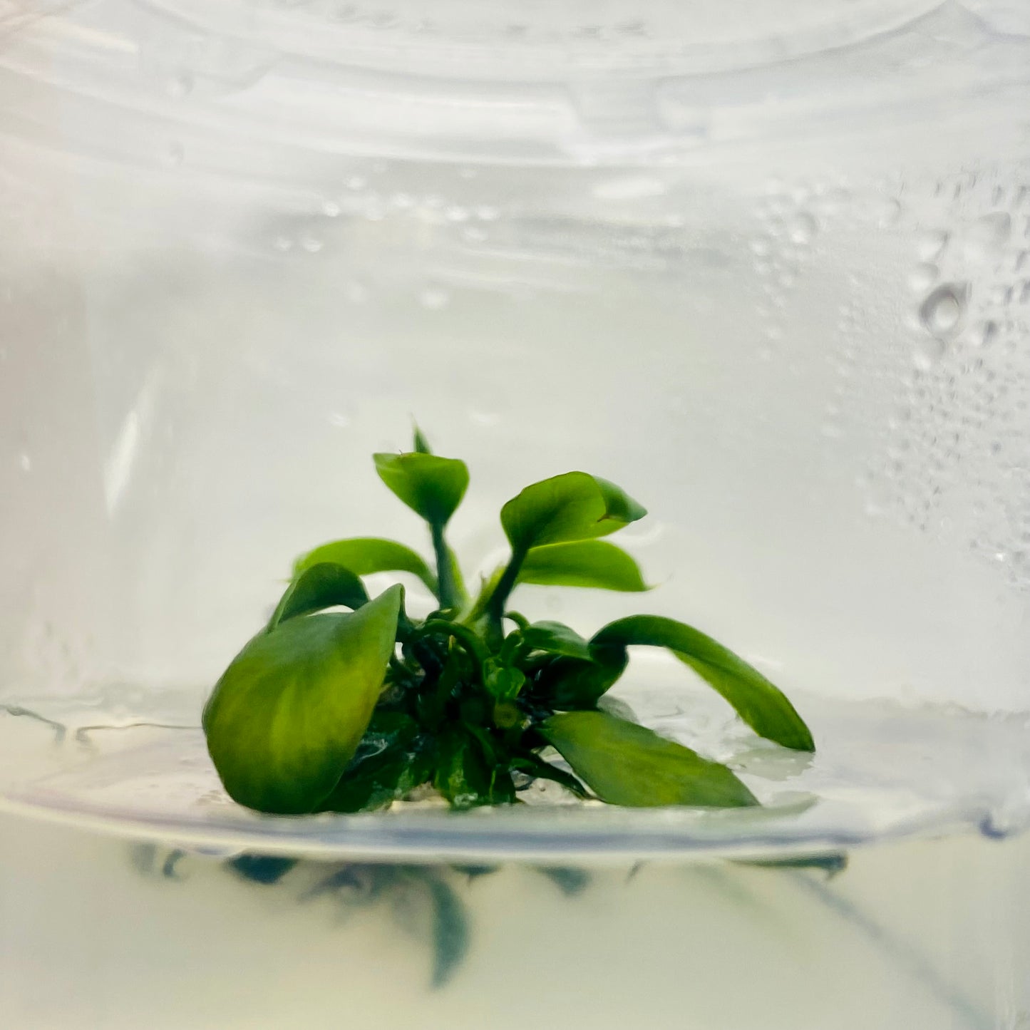 Anubias Coin Leaf Tissue Culture
