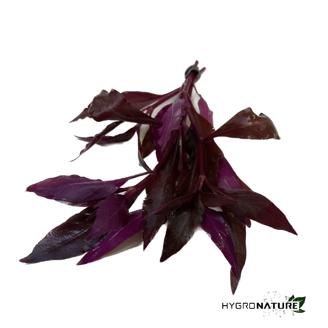 Alternanthera Reineckii Rosaefolia (SNAIL FREE)
