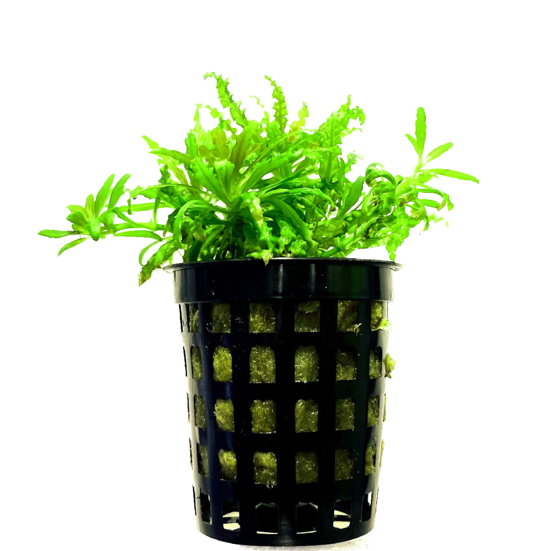 Pogostemon Helferi Pot