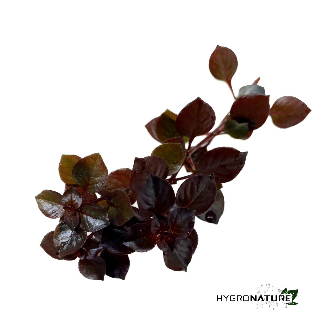 Ludwigia palustris 'Super Red' Super Red Mini (SNAIL FREE)