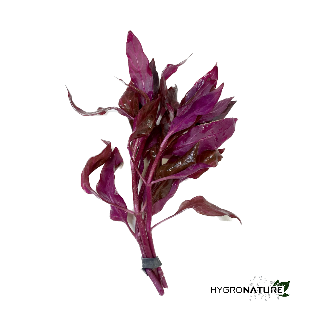 Alternanthera Reineckii 'Rosanervig' (SNAIL FREE)
