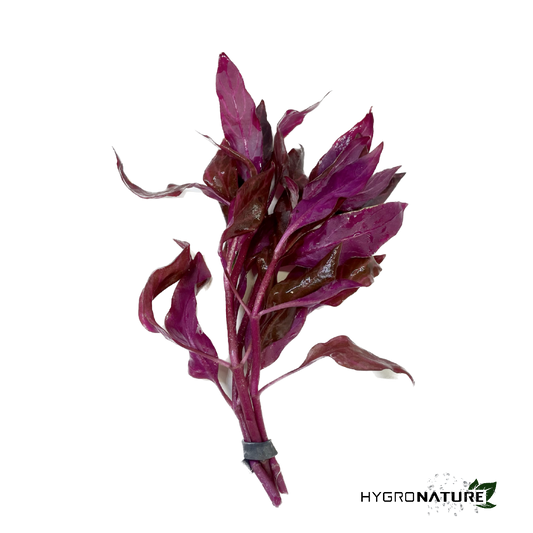 Alternanthera Reineckii 'Rosanervig' (SNAIL FREE)