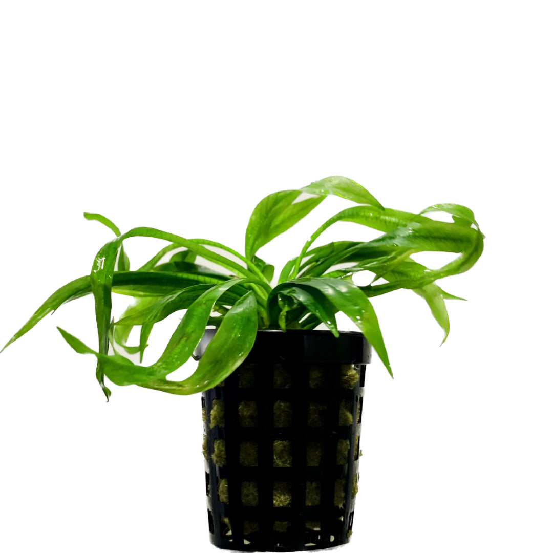 Helanthium bolivianum 'Quadricostatus' Pot
