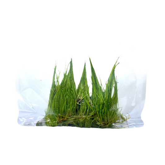 Eleocharis Acicularis dwarf hairgrass DHG (SNAIL FREE)