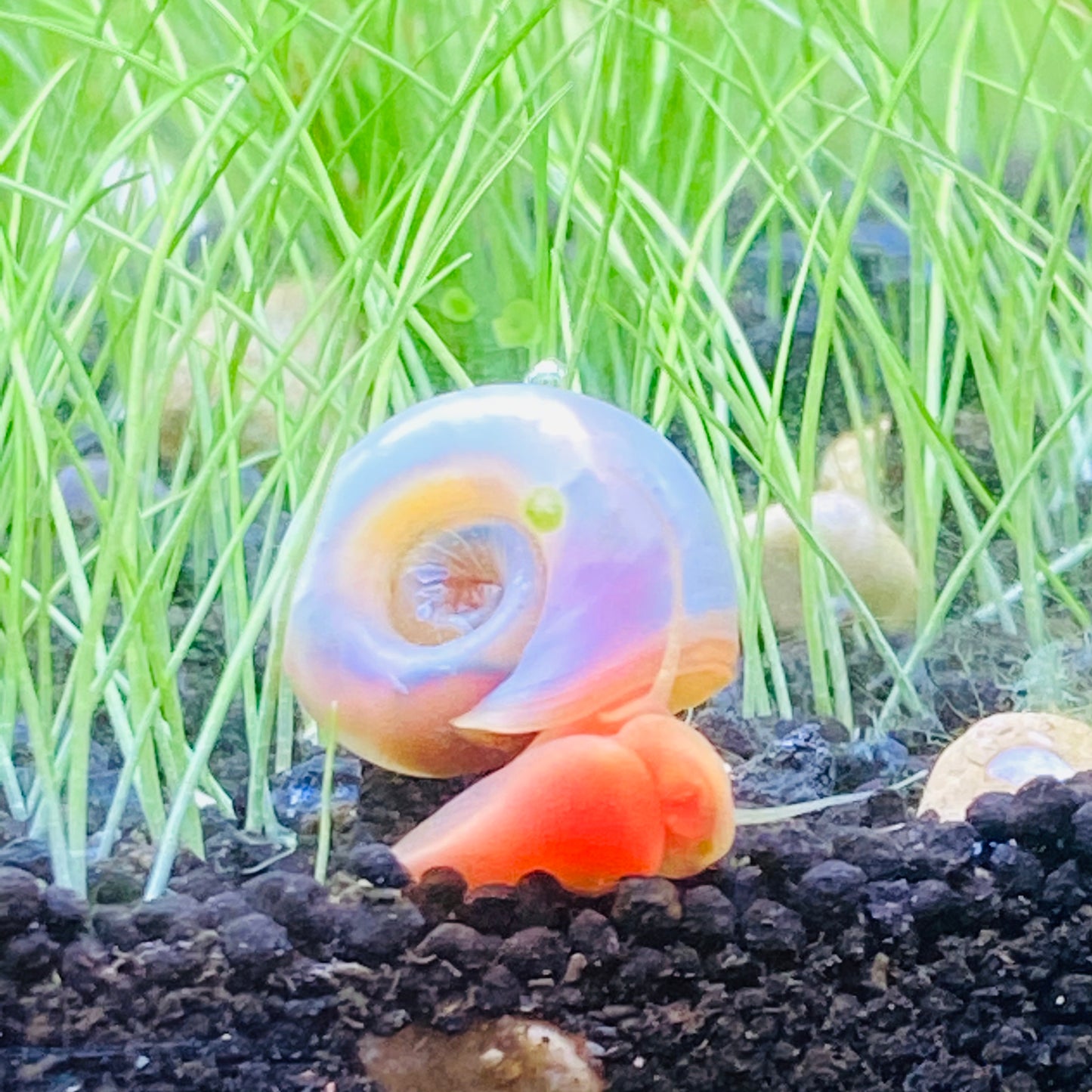 Live Pearl Pink Ramshorn Snail - Freshwater Live Aquatic Snails, Great Algae eaters and Scavengers