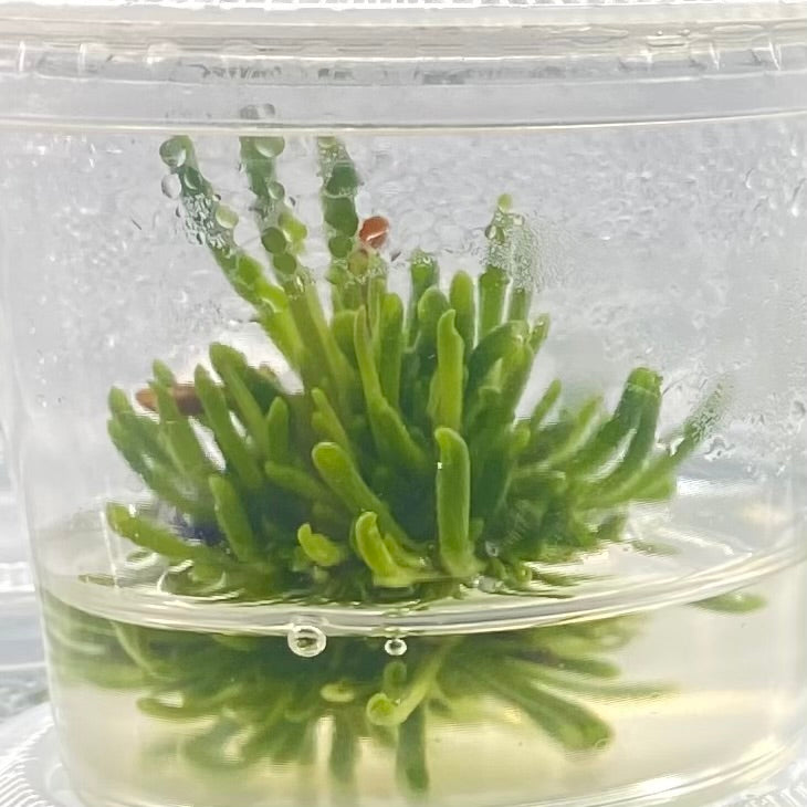 Carnivorous Pitcher Plant "Heliamphora Minor" Tissue Culture