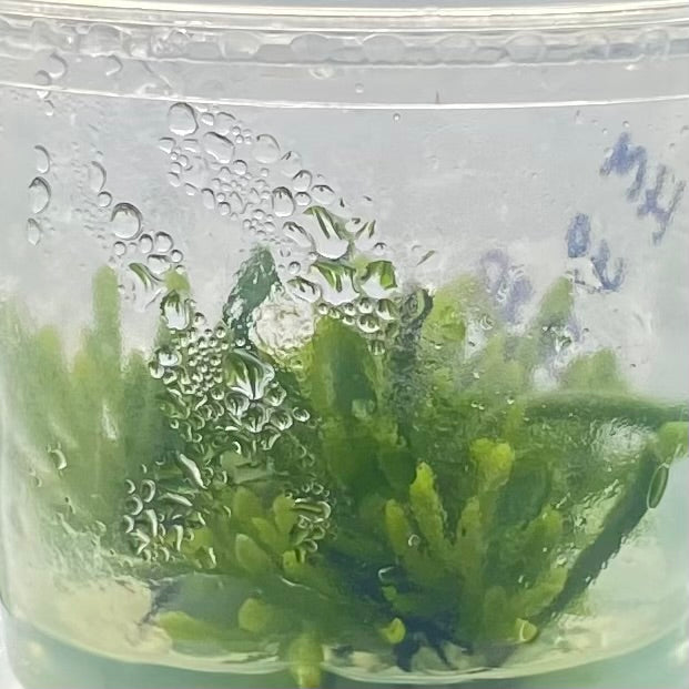 Carnivorous Pitcher Plant "Heliamphora Minor" Tissue Culture