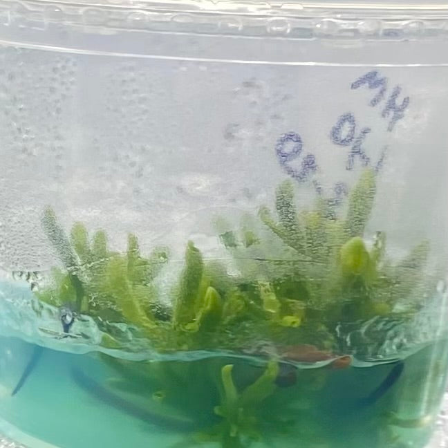 Carnivorous Pitcher Plant "Heliamphora Minor" Tissue Culture