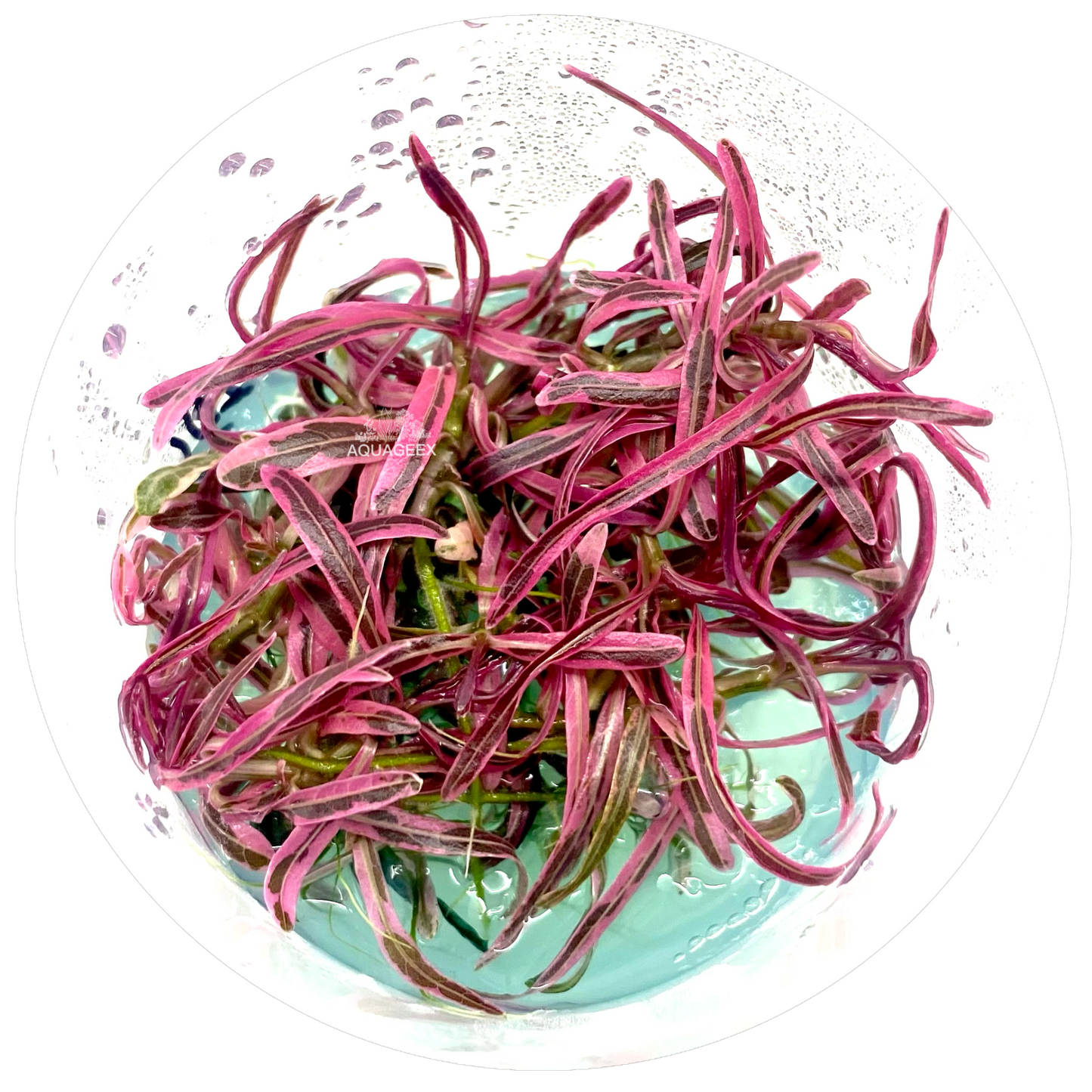 Hygrophila sp. Chai Tissue Culture