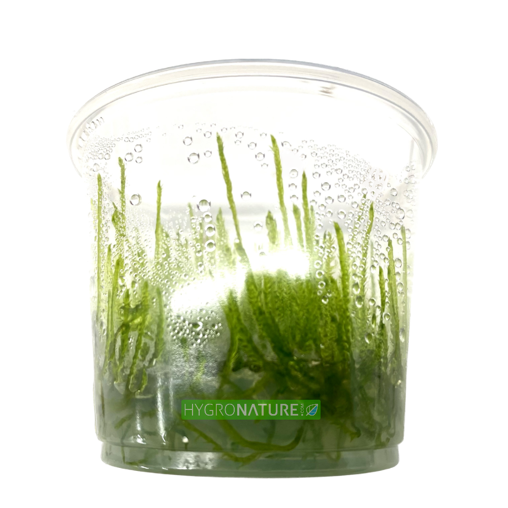 Taiwan Moss Tissue Culture ( Taxiphyllum Alternans / mini weeping moss )