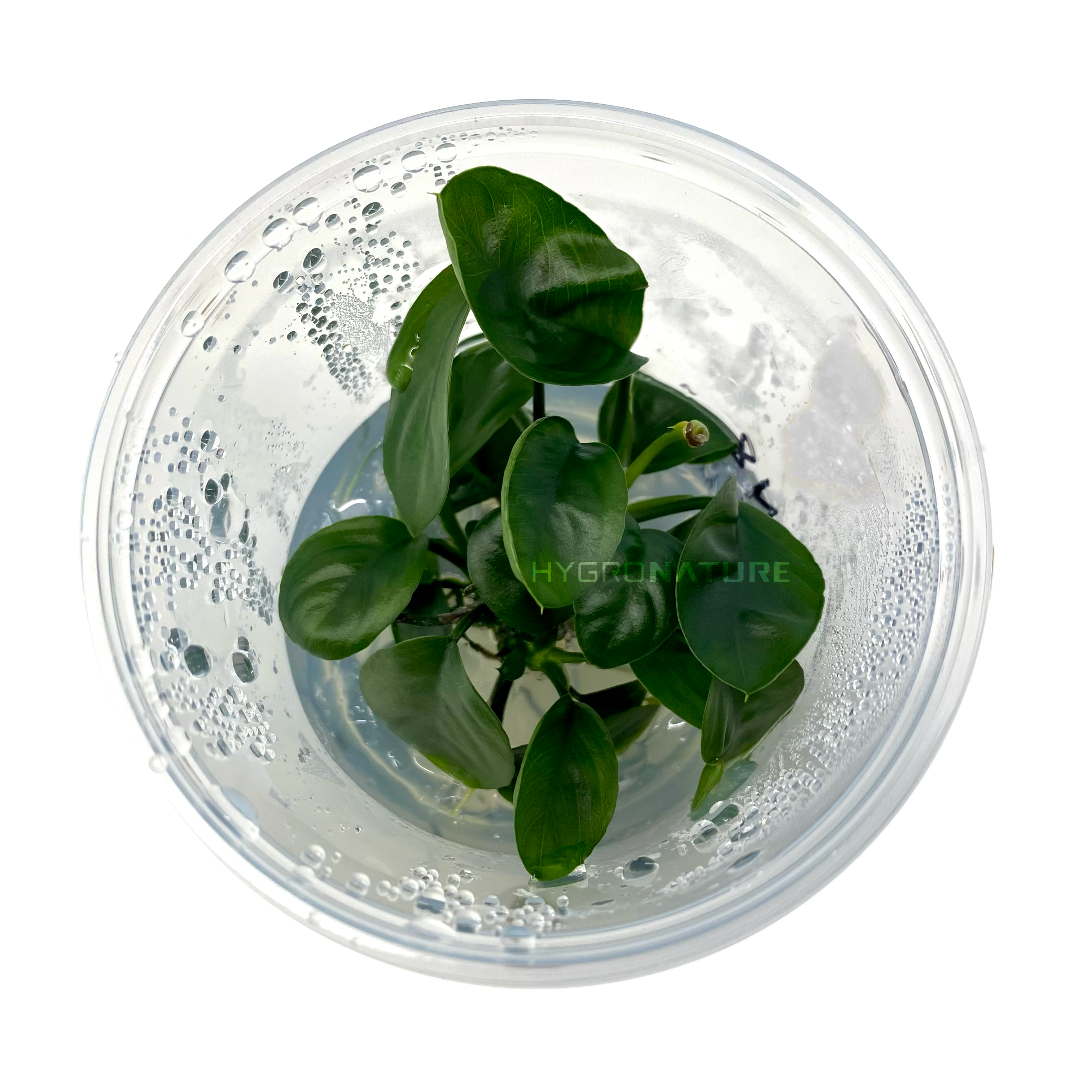 Anubias Nangi Tissue Culture